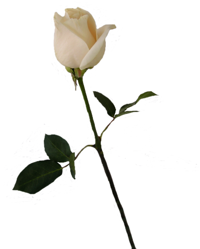 Long Stem White Rose Png